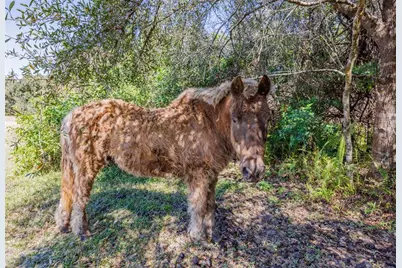 20112 Hobbs Road, Wimauma, FL 33598 - Photo 52