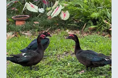 4850 Walnut Ridge Road, Land O Lakes, FL 34638 - Photo 40