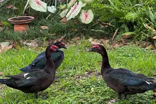 4850 Walnut Ridge Rd, Land O Lakes, FL 34638 - Photo 40