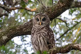 5215 Fairway 1 Dr, Valrico, FL 33596 - Photo 68