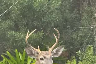 8205 Ponkan Rd, Land O Lakes, FL 34637 - Photo 46