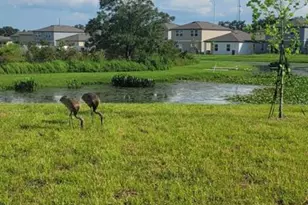 35542 Buttonweed, Zephyrhills, FL 33541 - Photo 20