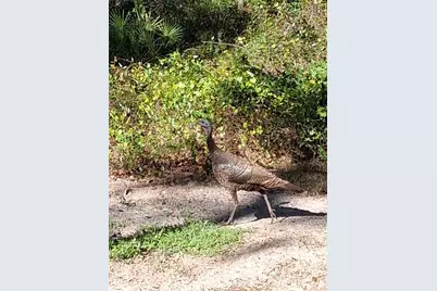 12503 Avery Road, Thonotosassa, FL 33592 - Photo 12