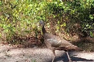 12503 Avery Rd, Thonotosassa, FL 33592 - Photo 12