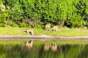 4941 Kylemore Ct, Palm Harbor, FL 34685 - Photo 74