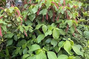 3962 60th St N, Saint Petersburg, FL 33709 - Photo 14