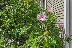 705 W W St, Tampa, FL 33602 - Photo 48