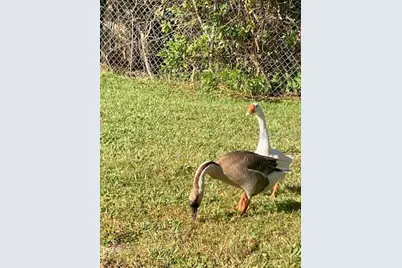 21632 State Road 54 #212, Lutz, FL 33549 - Photo 24