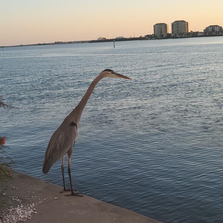 5220 Brittany Dr, Saint Petersburg FL  33715-1508 exterior