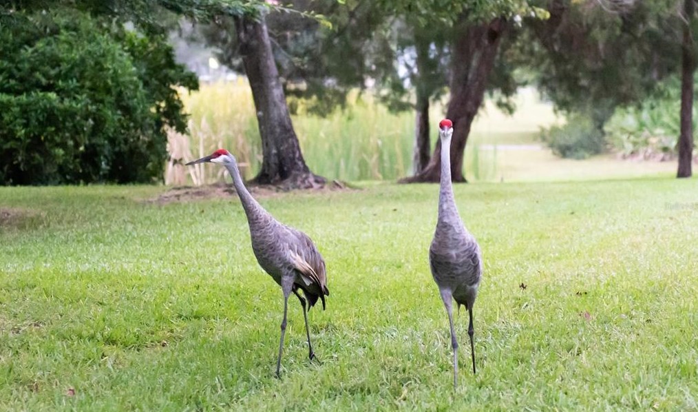 15652 Eastbourn Dr, Odessa FL  33556-2851 exterior