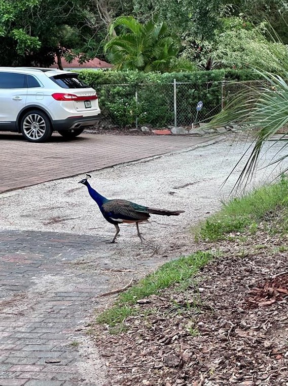 5970 80th St, Saint Petersburg FL  33709-7066 exterior