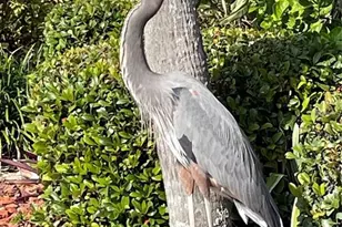 2711 N Halifax Ave, Daytona Beach, FL 32118 - Photo 38