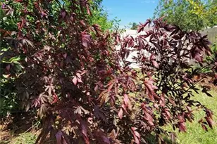 493 Nowell Loop, Deland, FL 32724 - Photo 32