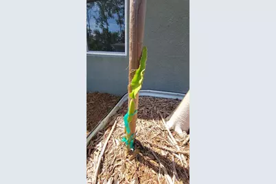 493 Nowell Loop, Deland, FL 32724 - Photo 34