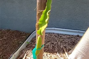 493 Nowell Loop, Deland, FL 32724 - Photo 34