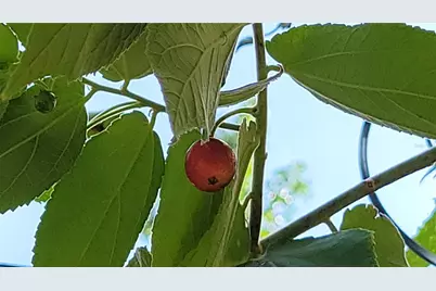 493 Nowell Loop, Deland, FL 32724 - Photo 40