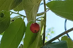 493 Nowell Loop, Deland, FL 32724 - Photo 40