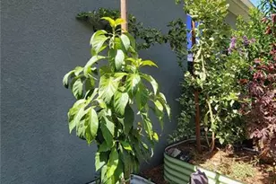 493 Nowell Loop, Deland, FL 32724 - Photo 30