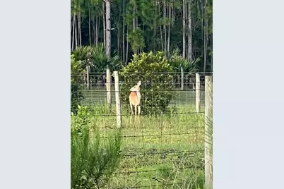 1117 Piney Woods Trail, Osteen, FL 32764 - Photo 6