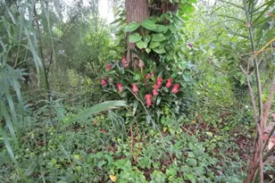 1329 Herndon Ave, Deltona, FL 32725 - Photo 32