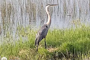 2498 Rusk Ct, Deltona, FL 32738 - Photo 74