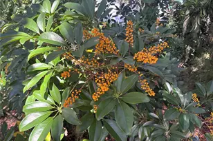 324 Alemander Ave, Debary, FL 32713 - Photo 38