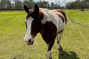 1100 Tallacoe Trail, New Smyrna Beach, FL 32168 - Photo 36