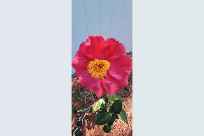 416 W Howry, Deland, FL 32720 - Photo 34