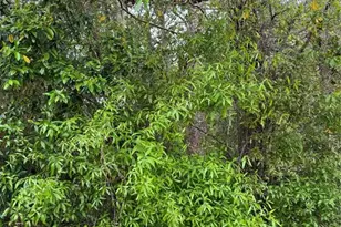 253 E Highbanks Rd, Debary, FL 32713 - Photo 1