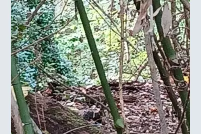 6104 NW 268th Terrace, Newberry, FL 32669 - Photo 2