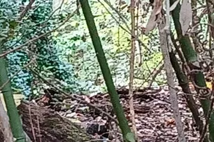 6104 NW 268th Terrace, Newberry, FL 32669 - Photo 2