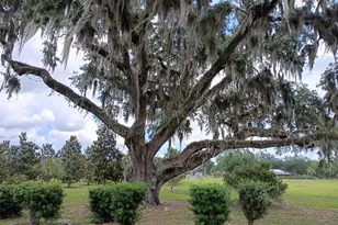 1403 Blackwelder Rd, De Leon Springs, FL 32130 - Photo 22
