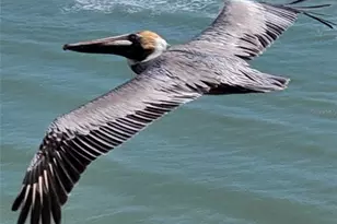 2900 N Atlantic Ave, Daytona Beach, FL 32118 - Photo 62