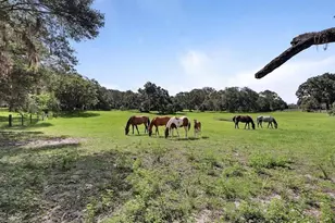 900 E Kicklighter ( 15+/- Acres) Rd, Lake Helen, FL 32744 - Photo 46