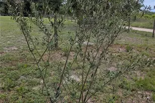 123 Amos Rd, Crescent City, FL 32112 - Photo 26