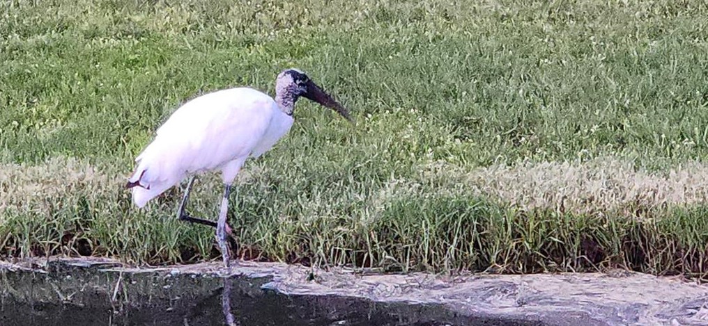 7210 Cheshire Ct, Port Richey FL  34667-1447 exterior