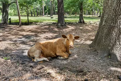 1253 Culbreath Road, Brooksville, FL 34602 - Photo 18