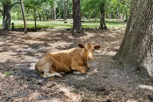 1253 Culbreath Rd, Brooksville, FL 34602 - Photo 18
