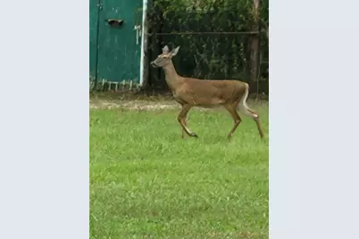 27167 Popiel Road, Brooksville, FL 34602 - Photo 60