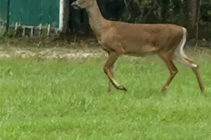 27167 Popiel Rd, Brooksville, FL 34602 - Photo 60