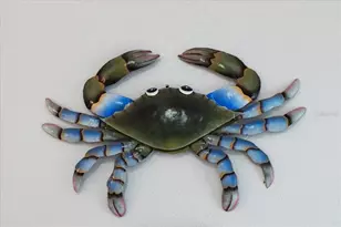 5492 SW 358 Hwy, Steinhatchee, FL 32359 - Photo 36