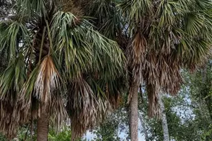 5492 SW 358 Hwy, Steinhatchee, FL 32359 - Photo 60