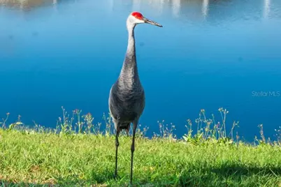 31511 Ancient Sage Road, Wesley Chapel, FL 33545 - Photo 46