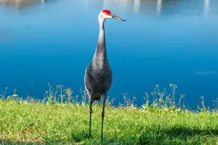 31511 Ancient Sage Rd, Wesley Chapel, FL 33545 - Photo 46