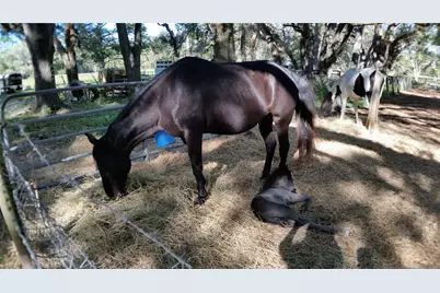 18635 Phillips Road, Brooksville, FL 34604 - Photo 16