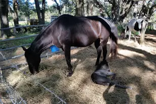 18635 Phillips Rd, Brooksville, FL 34604 - Photo 16