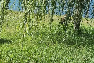 1100 Newton Cir, Rockledge, FL 32955 - Photo 22