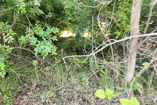 1365 Overlea St, Clearwater, FL 33755 - Photo 38