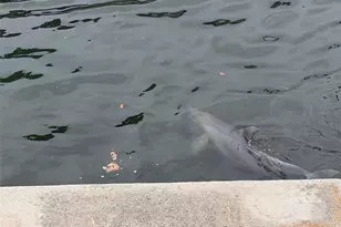 6432 Driftwood Dr, Hudson, FL 34667 - Photo 58