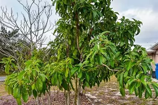 3467 Everett Ave, Spring Hill, FL 34609 - Photo 38